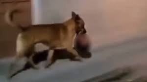 Captan en México a un perro que caminaba con una cabeza humana en el los dientes