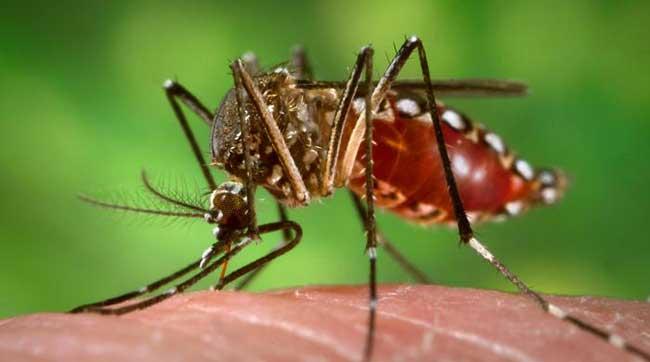 Salud Pública emite alerta epidemiológica por casos de chikunguya